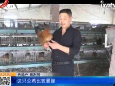 江苏南通：这只鸡打鸣又下蛋 究竟是公还是母？
