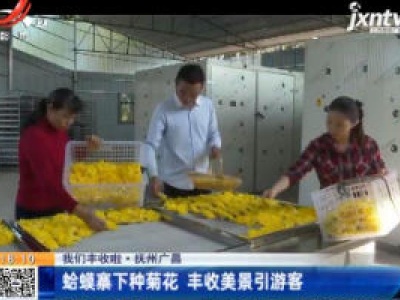 【我们丰收啦】抚州广昌：蛤蟆寨下种菊花 丰收美景引游客