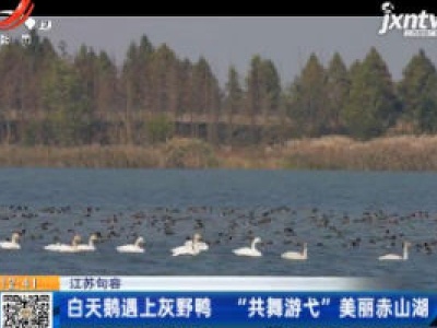 江苏句容：白天鹅遇上灰野鸭  “共舞游弋”美丽赤山湖