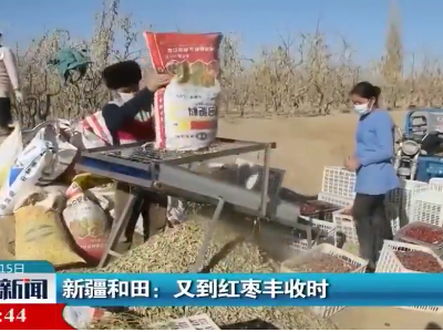 新疆和田：又到红枣丰收时