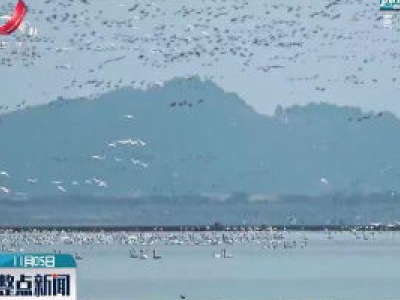 鄱阳：鄱阳湖湿地迎来越冬候鸟迁徙高峰