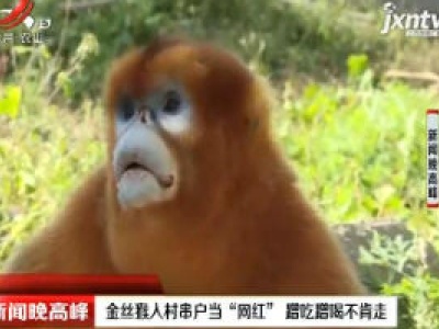 陕西：金丝猴入村串户当“网红”  蹭吃蹭喝不肯走