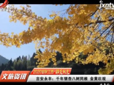 【2020金秋江西·最美秋色】吉安永丰：千年银杏八树同根 金黄壮观