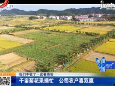 【我们丰收了】宜春高安：千亩菊花采摘忙 公司农户喜双赢