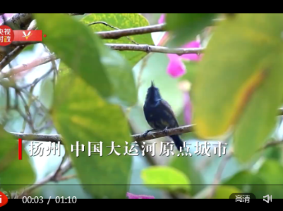 习近平江苏行丨千年运河 流向未来——走进运河三湾生态文化公园