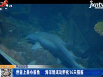 陕西西安：世界上最小鲨鱼 海洋馆成功孵化16只猫鲨