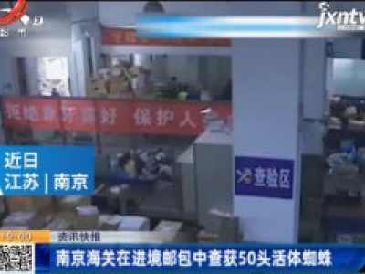 南京海关在进境邮包中查获50头活体蜘蛛