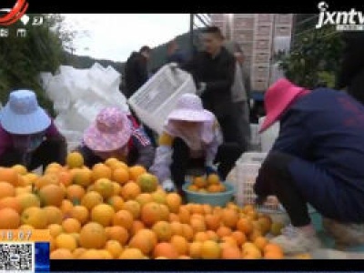 赣州崇义：摘脐橙啦 乡村劳力“新工种”