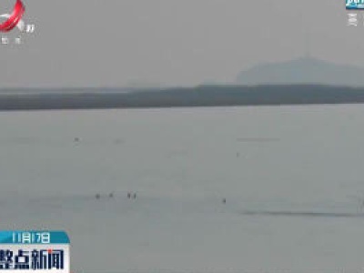 鄱阳湖都昌水域发现大型长江江豚种群