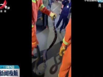 赣州： 消防员合力抓住眼镜王蛇