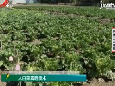 农博士大讲堂20201102 大白菜栽培技术