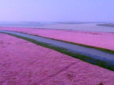 进入枯水期 鄱阳湖将再现“蓼子花海”美景 