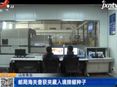 山东青岛：邮局海关查获夹藏入境辣椒种子