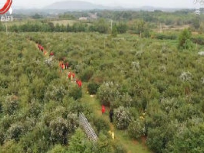 【江西这五年】江西林业：六大产业齐头并进 产值迈入全国第一方阵