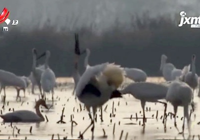 南昌：五星白鹤保护小区 1800只白鹤已经“报到”