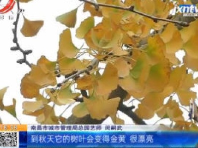 南昌：美如画！枫叶、银杏迎来最佳观赏期