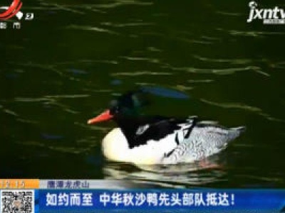 鹰潭龙虎山：如约而至 中华秋沙鸭先头部队抵达！