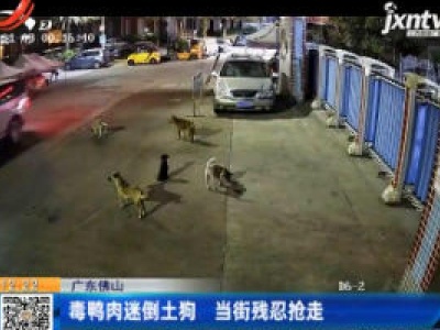 广东佛山：毒鸭肉迷倒土狗 当街残忍抢走