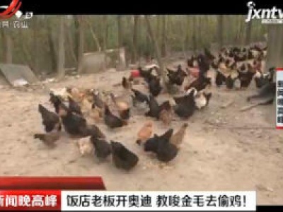 扬州：饭店老板开奥迪 教唆金毛去偷鸡！