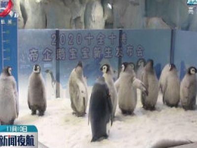 珠海长隆2020年成功繁育10只帝企鹅宝宝