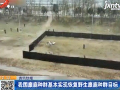 我国麋鹿种群基本实现恢复野生麋鹿种群目标