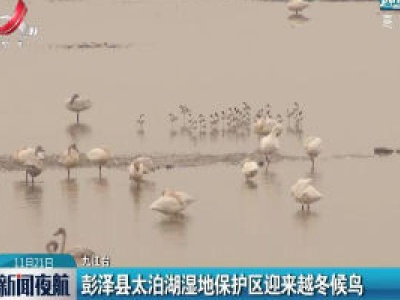 彭泽县太泊湖湿地保护区迎来越冬候鸟