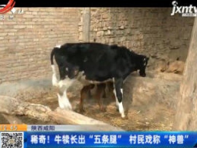 陕西咸阳：稀奇！牛犊长出“五条腿”村民戏称“神兽”