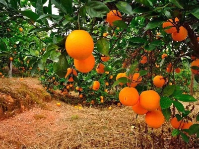 赣州：脐橙成了致富果 果农销路不用愁