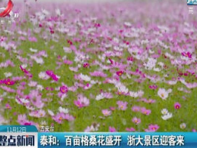 泰和：百亩格桑花盛开 浙大景区迎客来