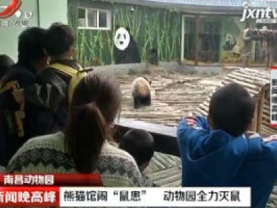 南昌动物园：熊猫馆闹“鼠患”  动物园全力灭鼠