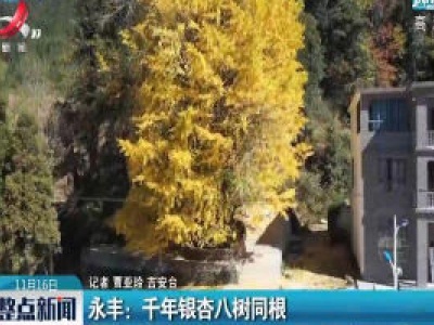永丰：千年银杏八树同根