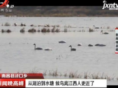 南昌县泾口乡：从湖泊到水塘 候鸟离江西人更近了