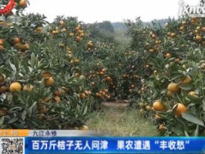 九江永修：百万斤桔子无人问津 果农遭遇“丰收愁”