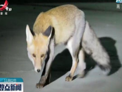 新疆：小狐狸“做客”油田集输站