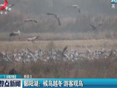 鄱阳湖：候鸟越冬 游客观鸟