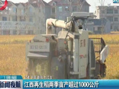 江西再生稻两季亩产超过1000公斤