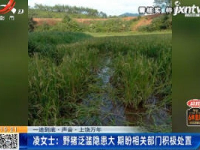 【一追到底·声音】上饶万年·凌女士：野猪泛滥隐患大 期盼相关部门积极处置