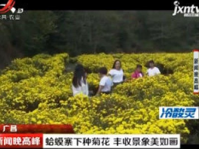 广昌：蛤蟆寨下种菊花 丰收景象美如画