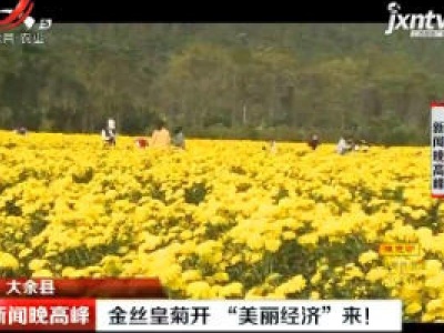 大余县：金丝皇菊开“美丽经济””来！