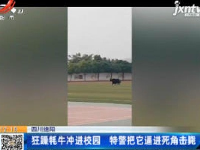 四川绵阳：狂躁牦牛冲进校园 特警把它逼进死角击毙