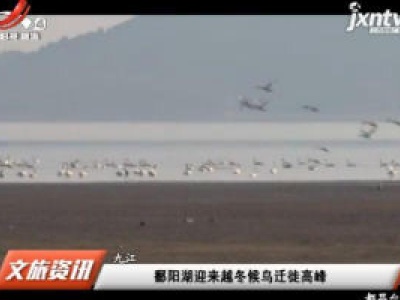 九江：鄱阳湖迎来越冬候鸟迁徙高峰