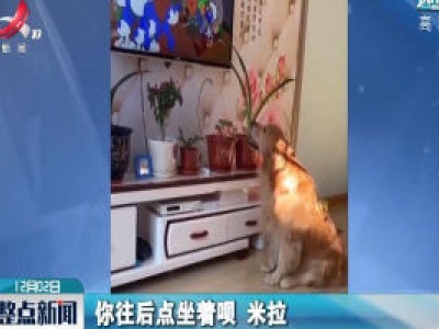 哈尔滨：一只爱看动画片的狗