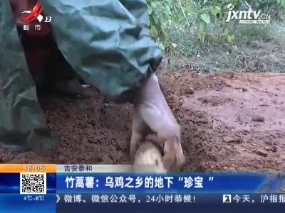吉安泰和·竹蒿薯：乌鸡之乡的地下“珍宝”