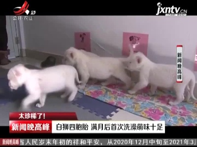 【太珍稀了！】江苏南通：白狮四胞胎 满月后首次洗澡萌味十足