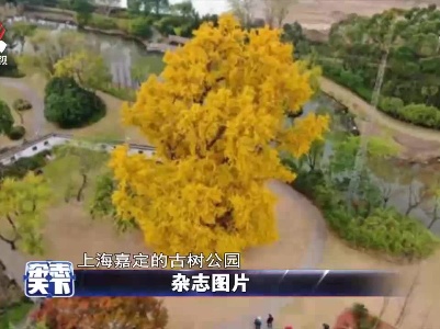 上海嘉定古树公园的古银杏树  迎来最佳观赏期