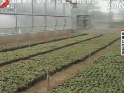农博士大讲堂20201211 四季海棠的种植技术