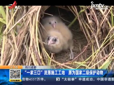 四川成都：“一家三口”流落施工工地 原为国家二级保护动物