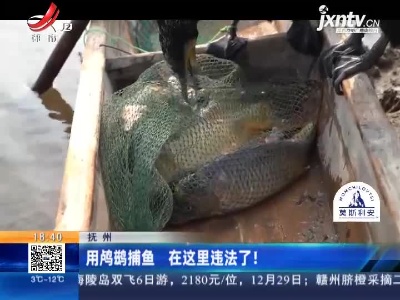 抚州：用鸬鹚捕鱼 在这里违法了！