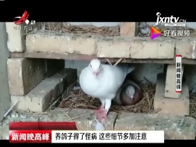 浙江：养鸽子得了怪病 这些细节多加注意
