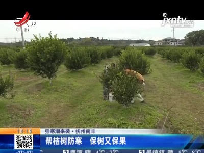 【强寒潮来袭】抚州南丰：帮桔树防寒 保树又保果